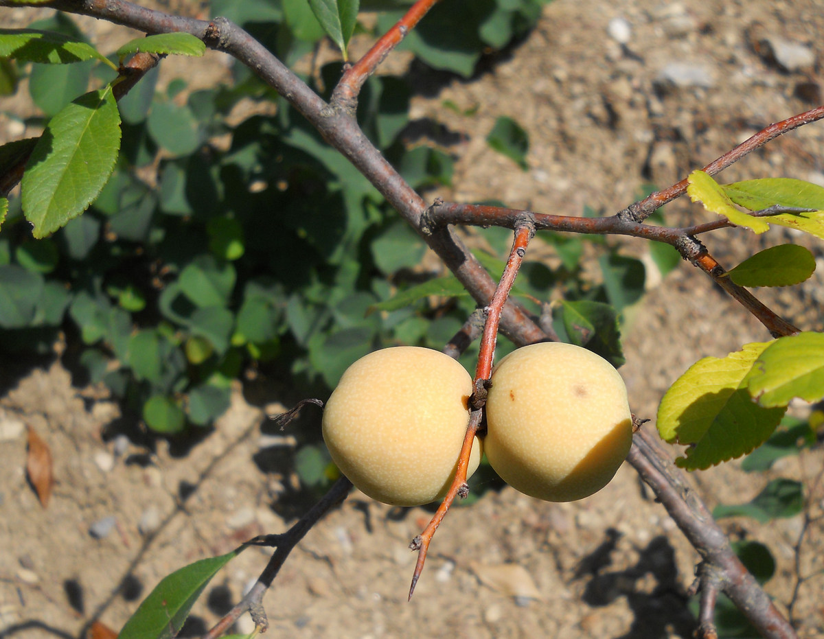 Изображение особи Chaenomeles japonica.