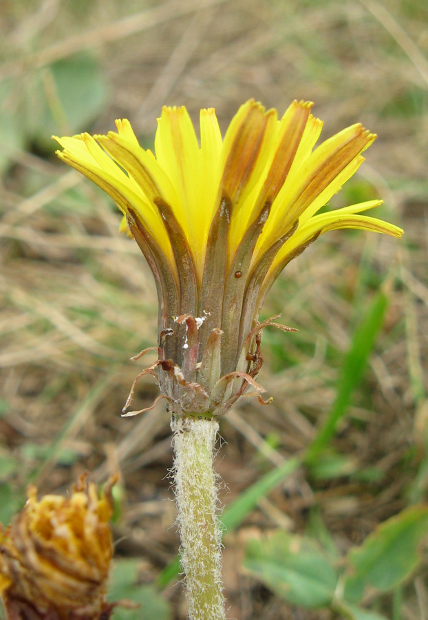 Image of Taraxacum serotinum specimen.