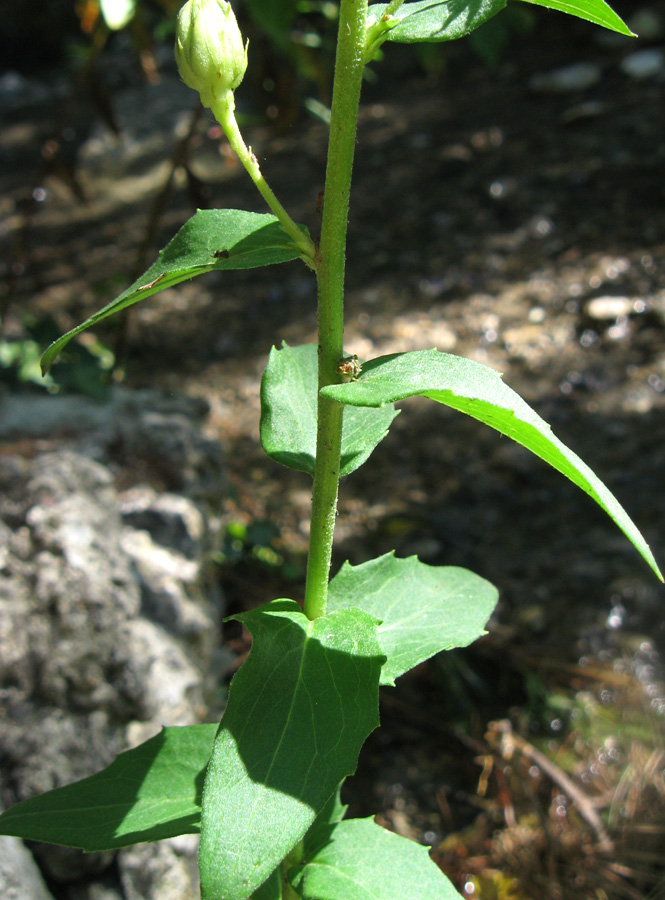 Изображение особи Hieracium scabiosum.