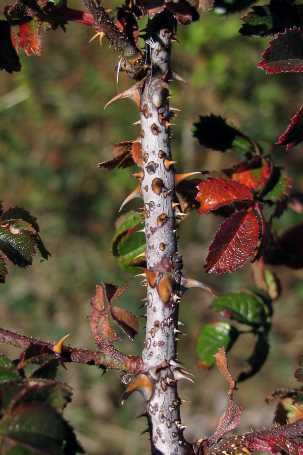 Image of Rosa turcica specimen.