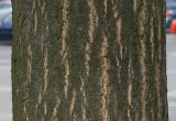 Quercus palustris. Часть ствола молодого дерева. Германия, г. Кемпен, в озеленении улицы.21.09.2012.