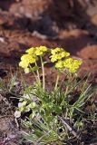 Chrysosplenium alternifolium