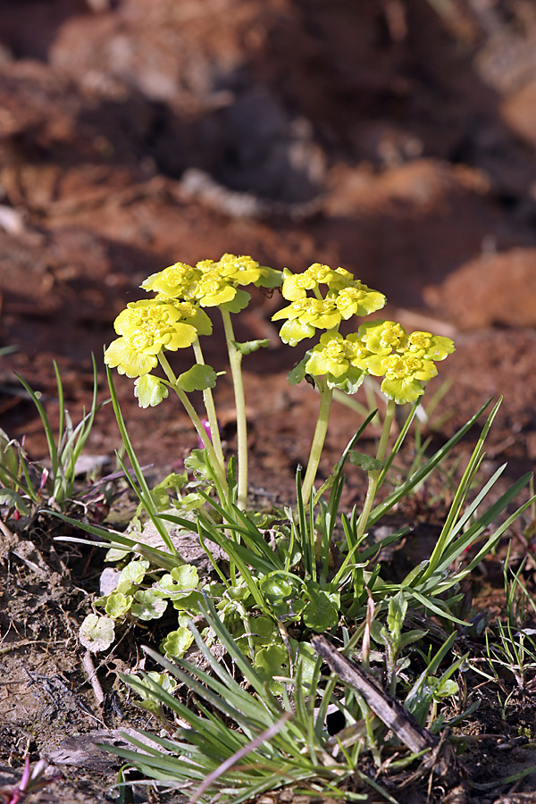 Изображение особи Chrysosplenium alternifolium.