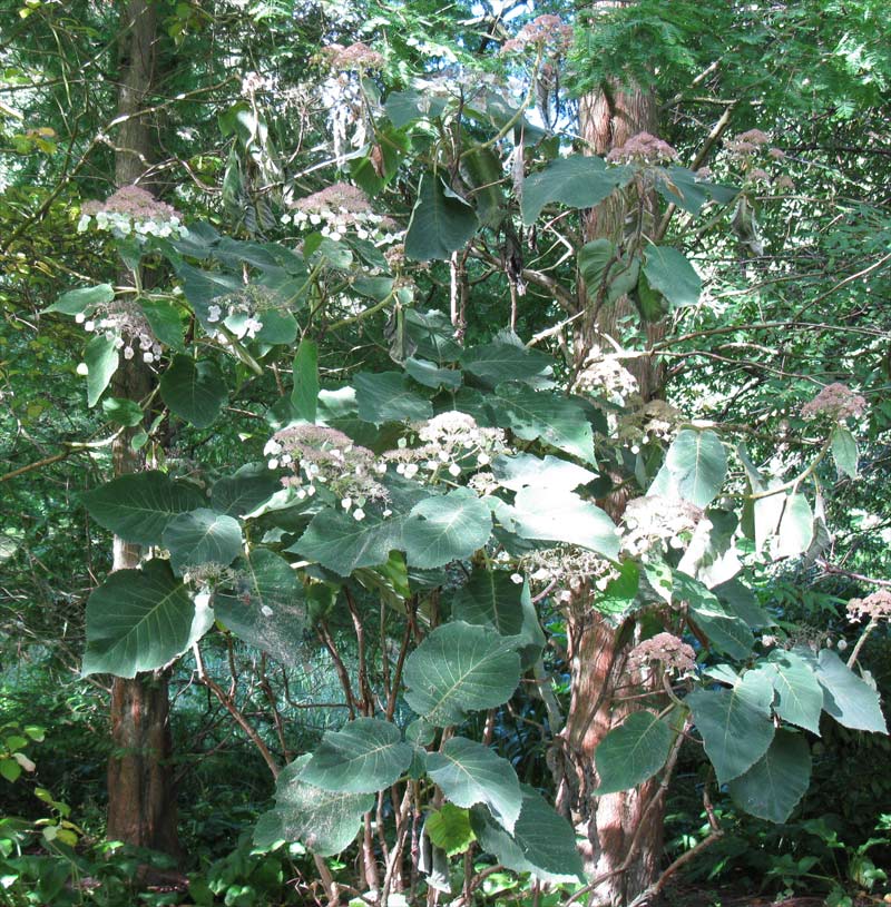 Image of Hydrangea aspera ssp. sargentiana specimen.