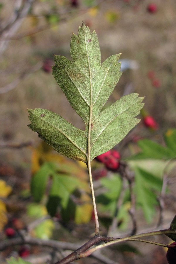 Image of Crataegus monogyna specimen.