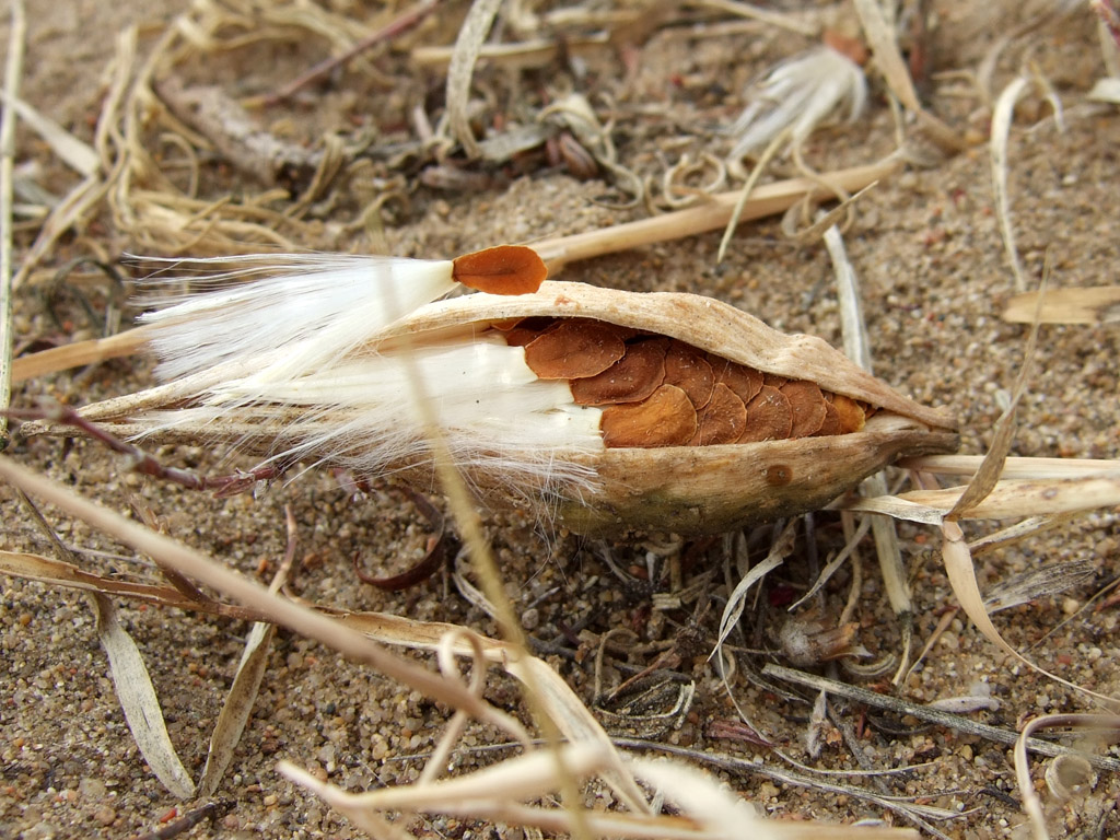 Image of Vincetoxicum sibiricum specimen.