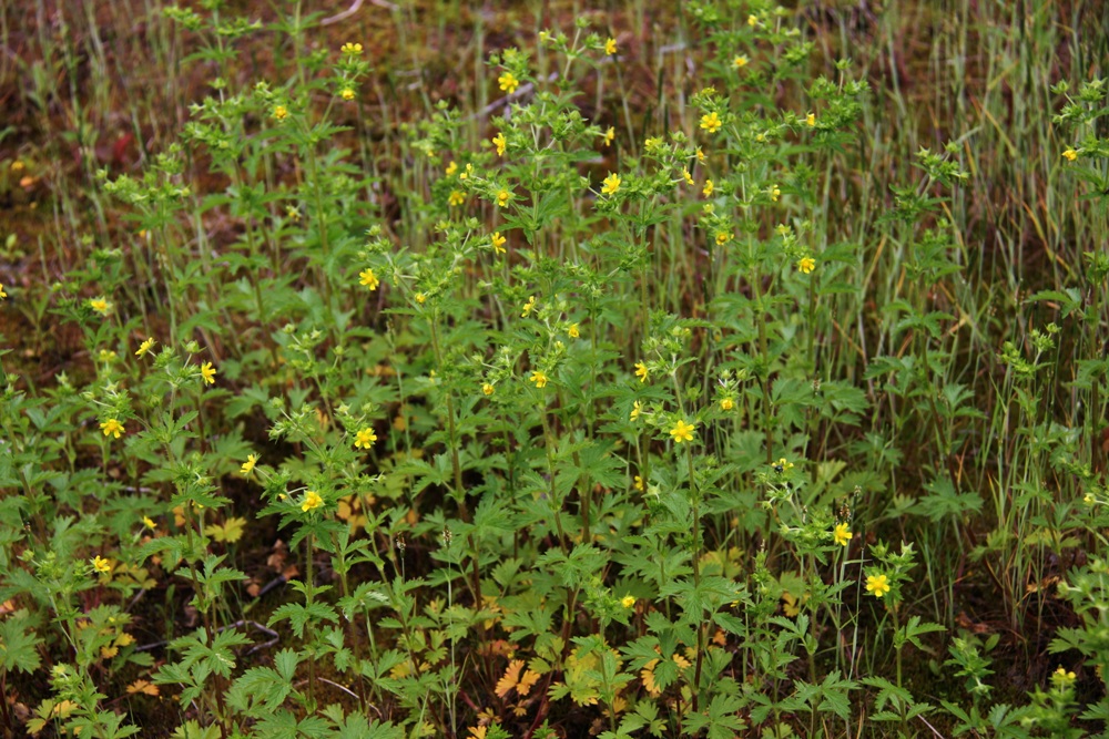 Image of Potentilla ruthenica specimen.