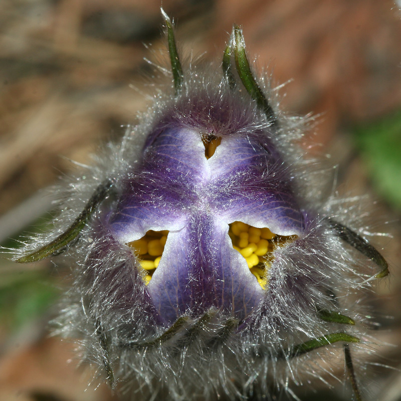 Изображение особи Pulsatilla patens.