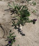 Echium sabulicola. Цветущие растения. Испания, г. Валенсия, резерват Альбуфера (Albufera de Valencia), стабилизировавшаяся дюна. 6 апреля 2012 г.