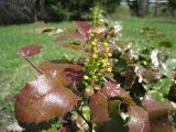 Mahonia aquifolium