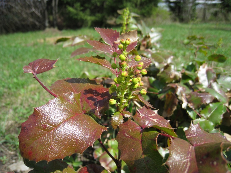 Image of Mahonia aquifolium specimen.