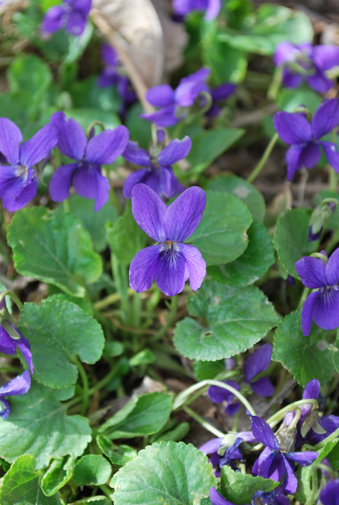 Image of Viola odorata specimen.