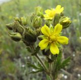 Potentilla tanacetifolia. Соцветие. Иркутская обл., оз. Байкал, о. Ольхон, окр. урочища Хадай, степь. 25.07.2012.