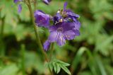 Polemonium caucasicum. Часть соцветия. Карачаево-Черкесская Республика, Карачаевский р-н, ущелье Муруджу. 19.07.2012.