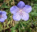 Geranium pratense. Цветок. Киргизия, северный берег озера Иссык-Куль, Григорьевское ущелье. 08.08.2011.