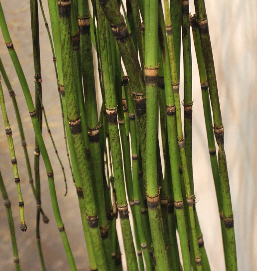 Image of Equisetum ramosissimum var. japonicum specimen.