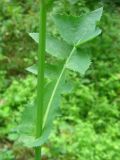 Sonchus oleraceus