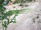 Erodium ciconium. Сорванный цветущий и плодоносящий побег. Израиль, г. Беэр-Шева, рудеральное местообитание. 26.02.2013.