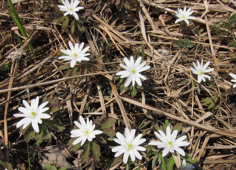 Изображение особи Anemone raddeana.