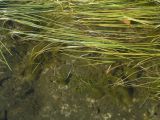 Sparganium gramineum