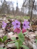 Pulmonaria obscura