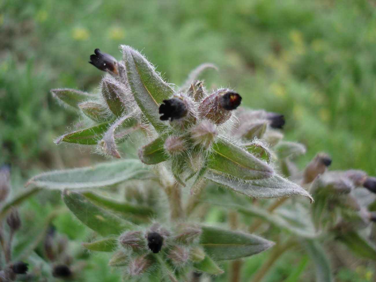 Image of Nonea rossica specimen.