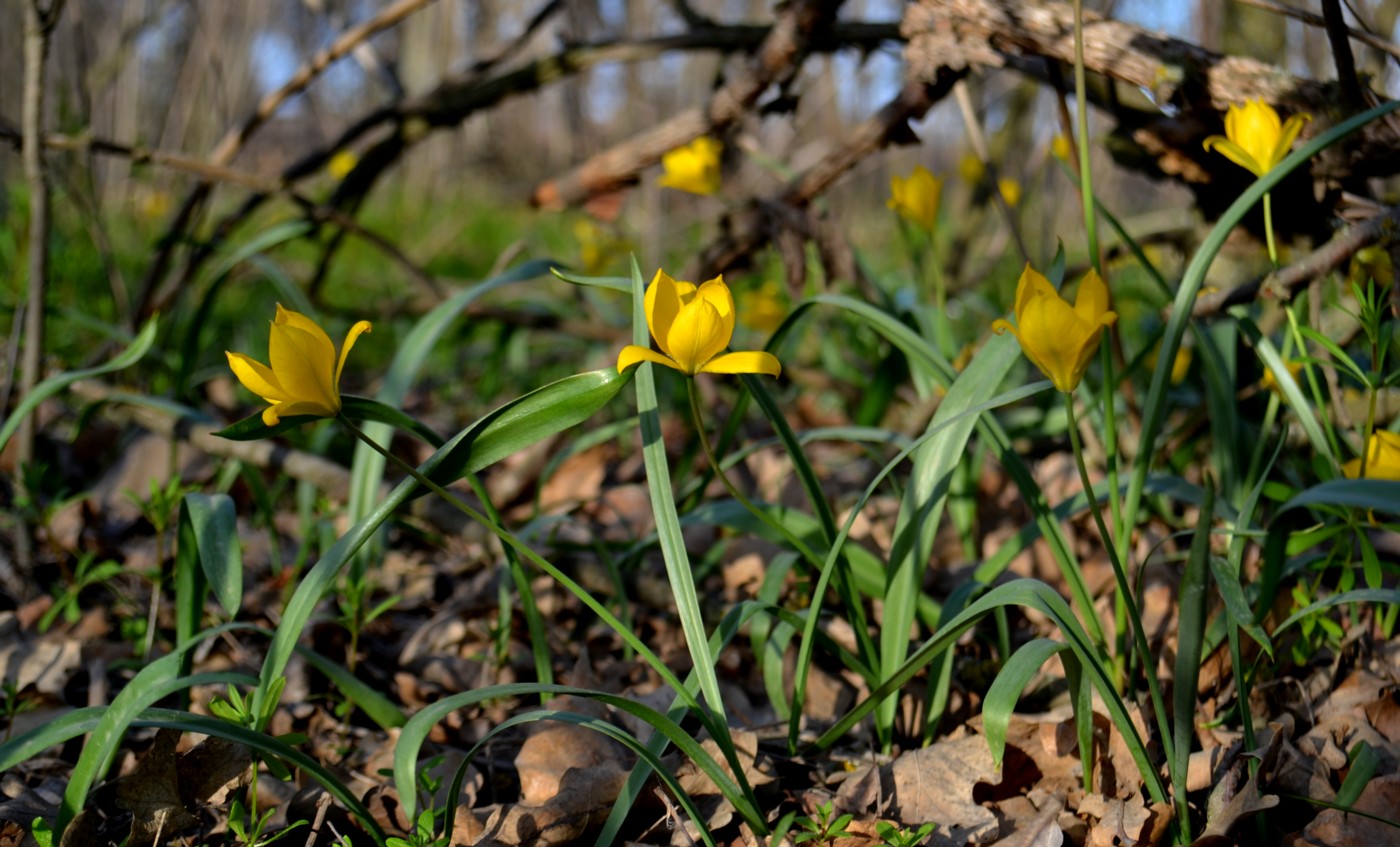Изображение особи Tulipa biebersteiniana.