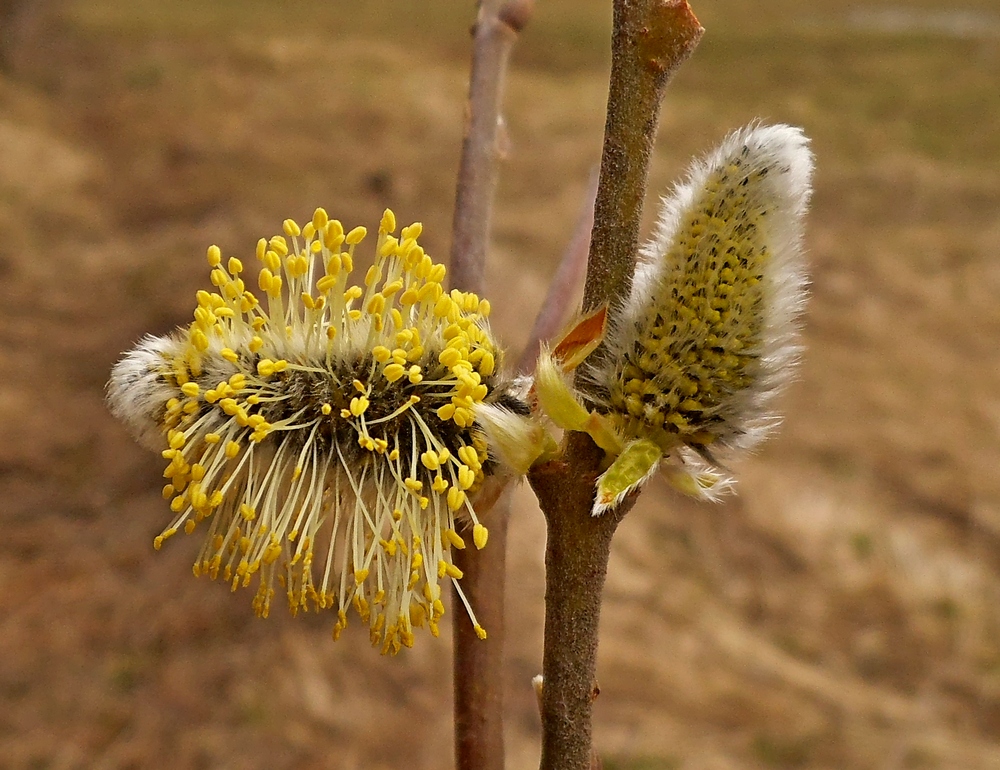 Изображение особи Salix &times; laurina.