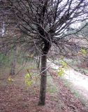 Acer platanoides. Часть кроны дерева с зацветающими нижними ветками. Ставропольский край, г. Кисловодск, Курортный парк верхний. 12.04.2013.
