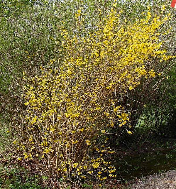 Image of Forsythia × intermedia specimen.