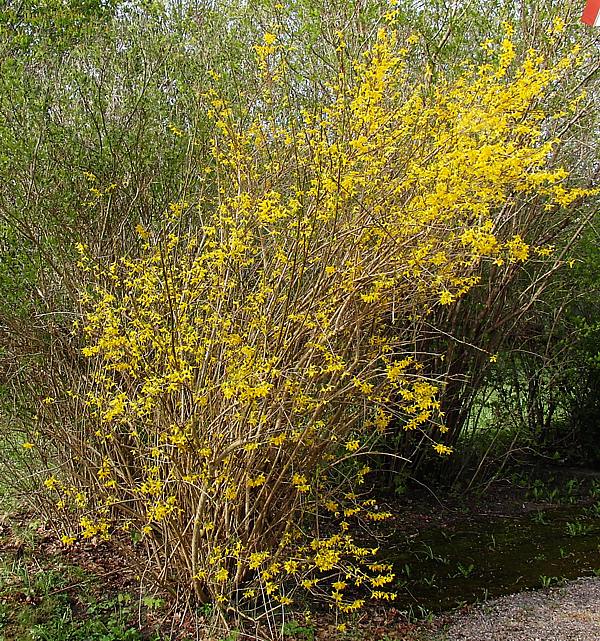 Image of Forsythia &times; intermedia specimen.