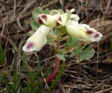 Corydalis erdelii