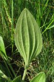 Plantago urvillei. Лист снизу. Крым, окр. с. Перевальное, ур. Аян, луг. 17 мая 2013 г.