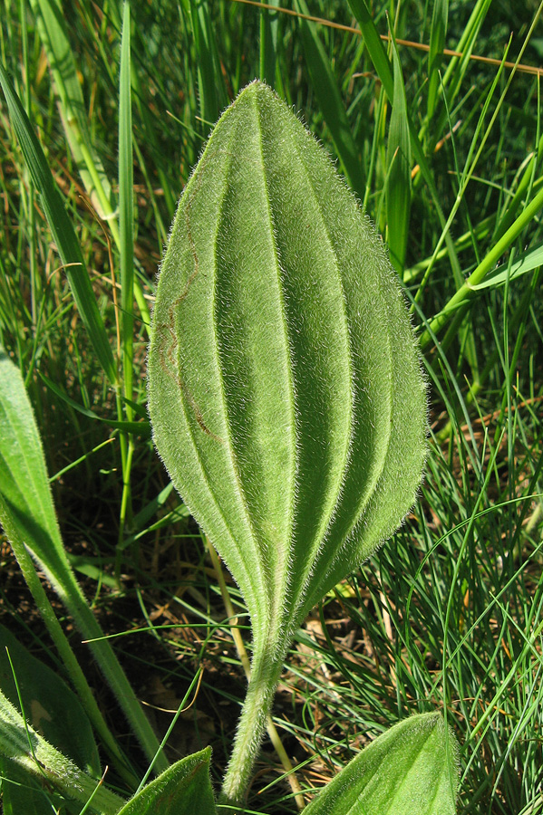 Image of Plantago urvillei specimen.