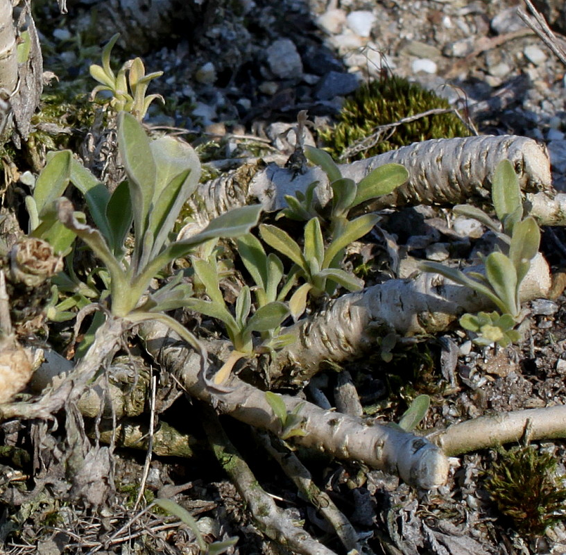 Image of Aurinia saxatilis specimen.