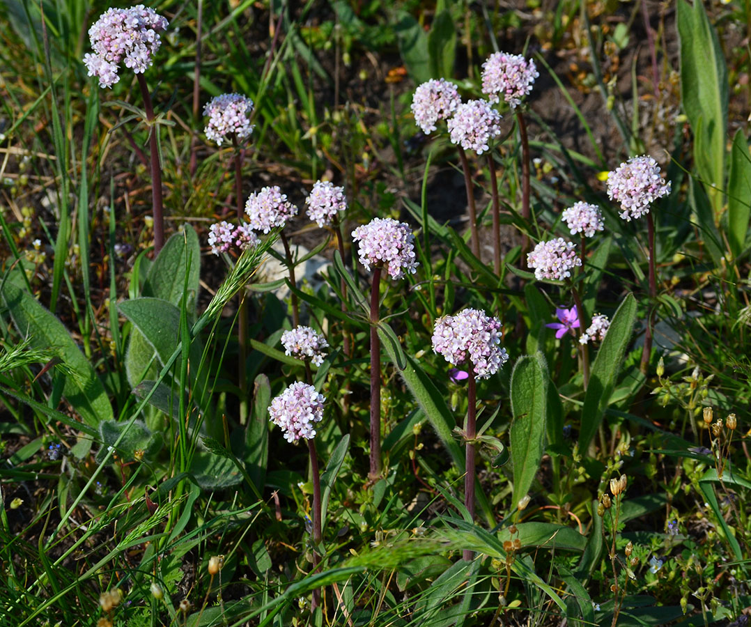 Image of Valeriana tuberosa specimen.