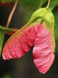 Acer tataricum. Незрелый плод. Ростовская обл., Неклиновский р-н, Андреево-Мелентьевское с/п, балка Сухая. 13.06.2013.