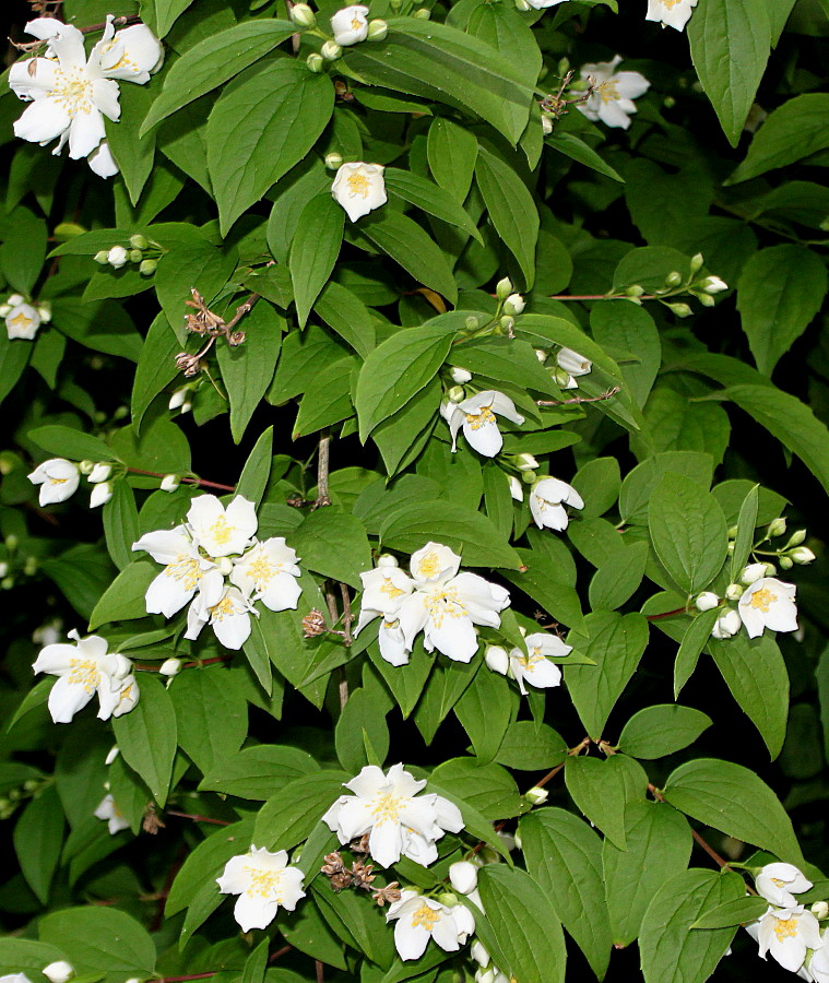 Image of Philadelphus coronarius specimen.
