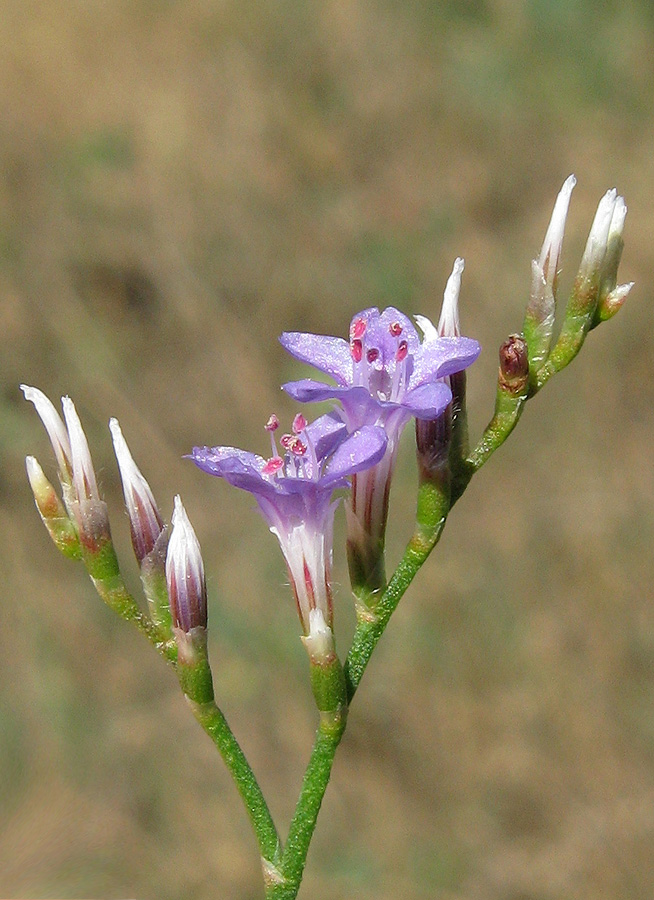 Изображение особи Limonium sareptanum.