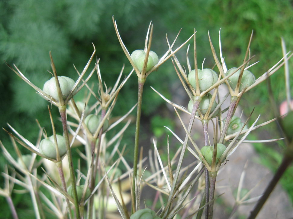 Image of Allium cristophii specimen.