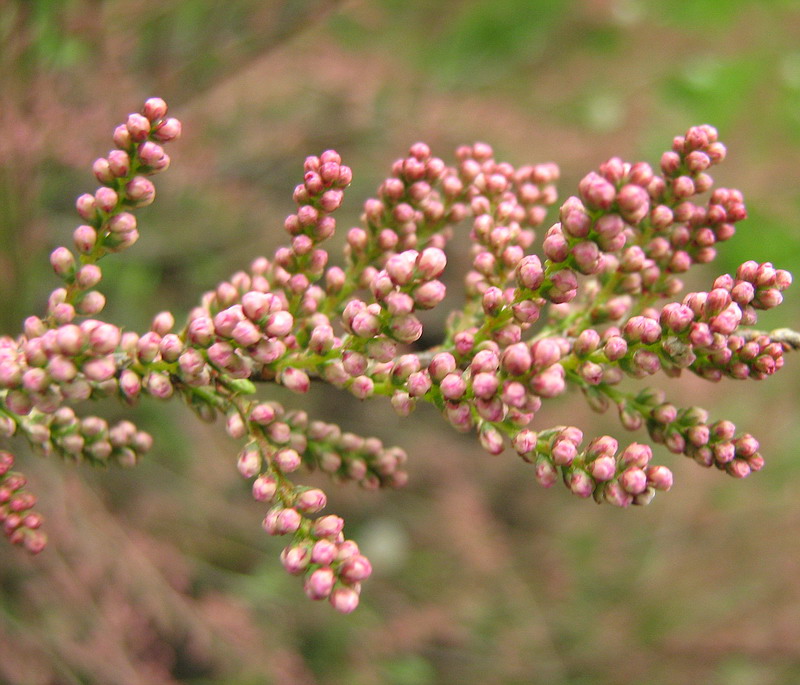 Image of genus Tamarix specimen.