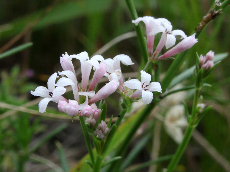 Изображение особи Asperula biebersteinii.