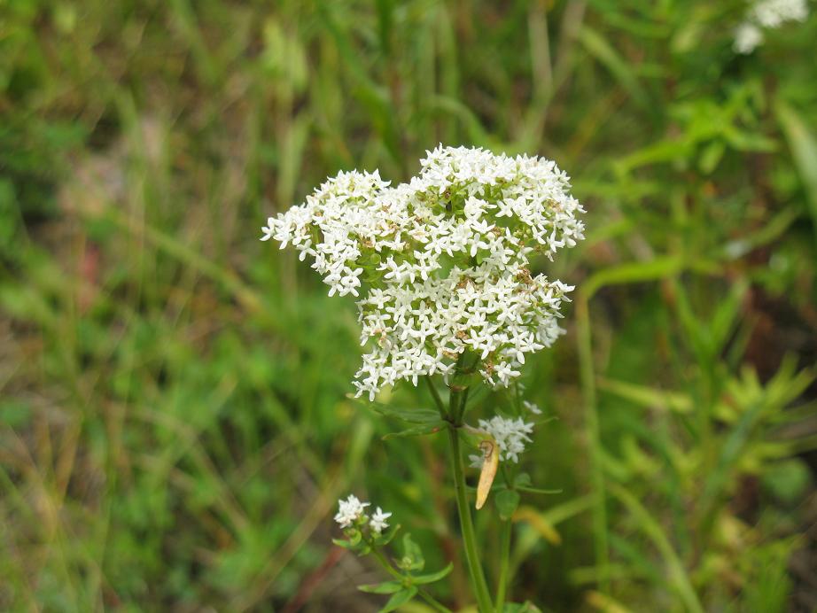 Изображение особи Galium turkestanicum.