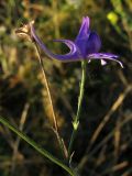 Delphinium paniculatum. Цветок и раскрывшейся плод. Краснодарский край, окр. г. Крымск, берег реки Адагум, рекультивированный после наводнения 2012 г. 22.07.2013.