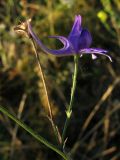 Delphinium paniculatum