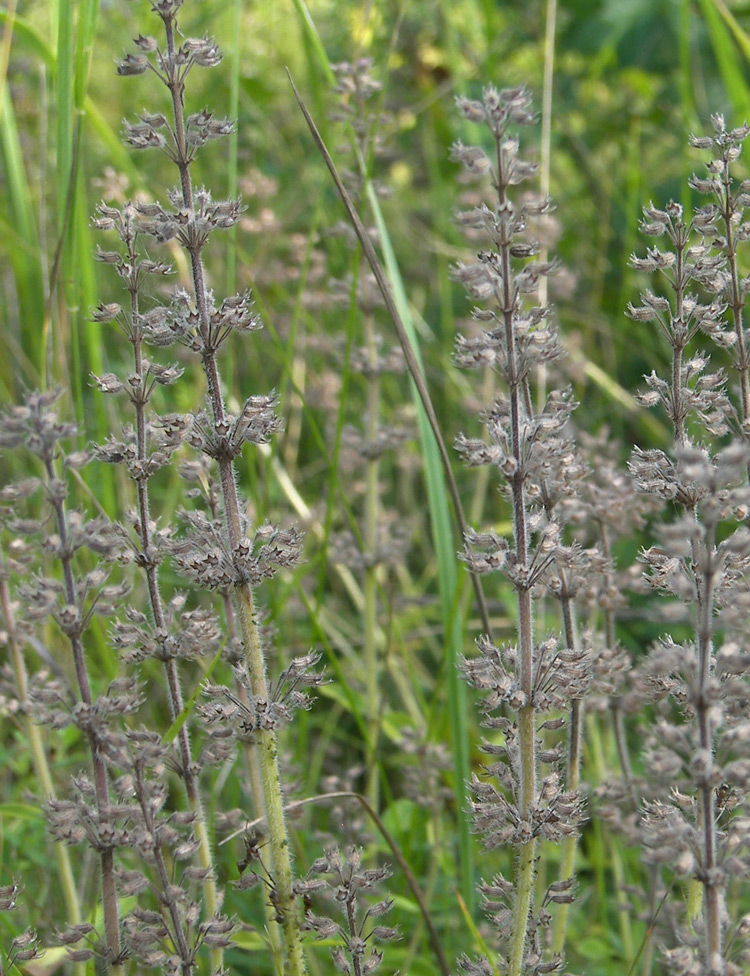 Изображение особи Thymus pastoralis.