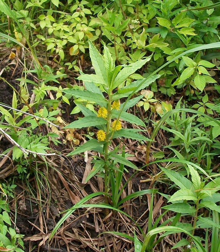 Image of Naumburgia thyrsiflora specimen.