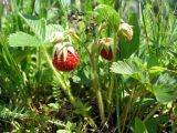 Fragaria viridis