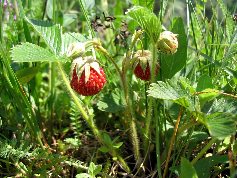 Изображение особи Fragaria viridis.