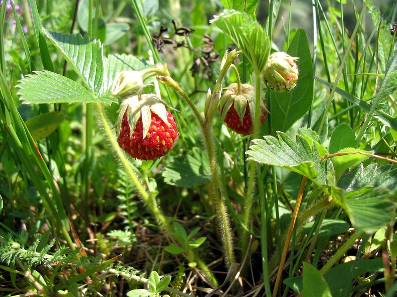 Image of Fragaria viridis specimen.